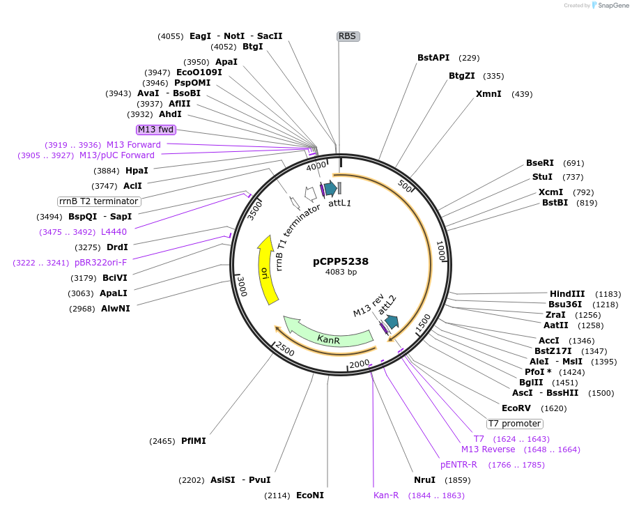 128711-plasmid-map-sequence-id-252566