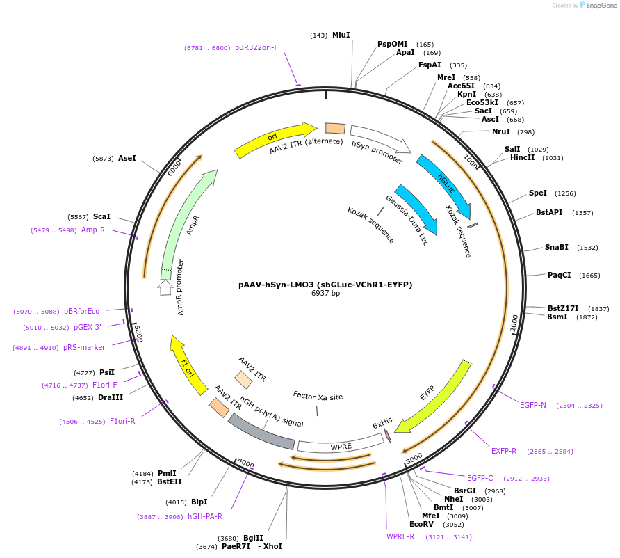 114099-plasmid-map-sequence-id-252568