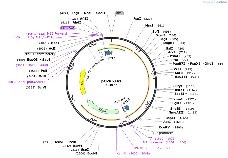 128722-plasmid-map-sequence-id-252573