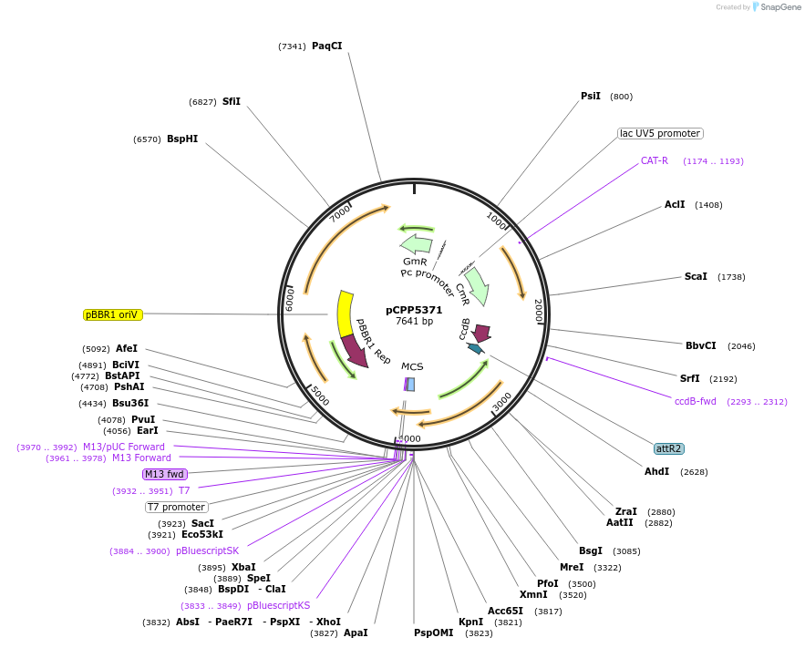128732-plasmid-map-sequence-id-252578