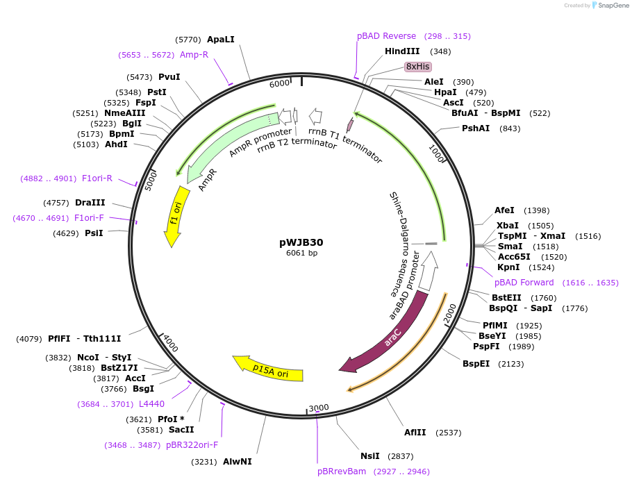 126505-plasmid-map-sequence-id-252582