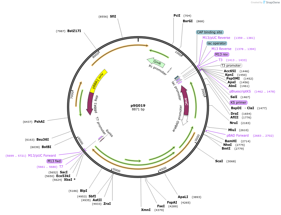 126502-plasmid-map-sequence-id-252586