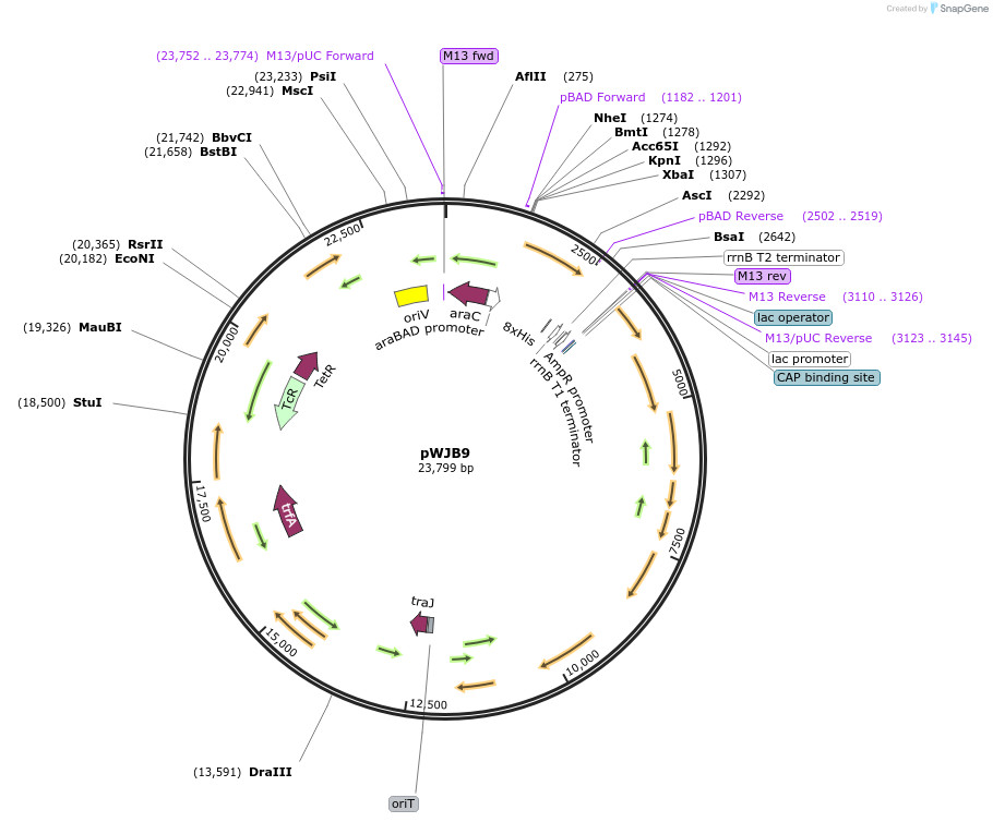 126650-plasmid-map-sequence-id-252591