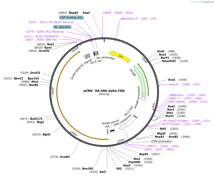 58906-plasmid-map-sequence-id-252608