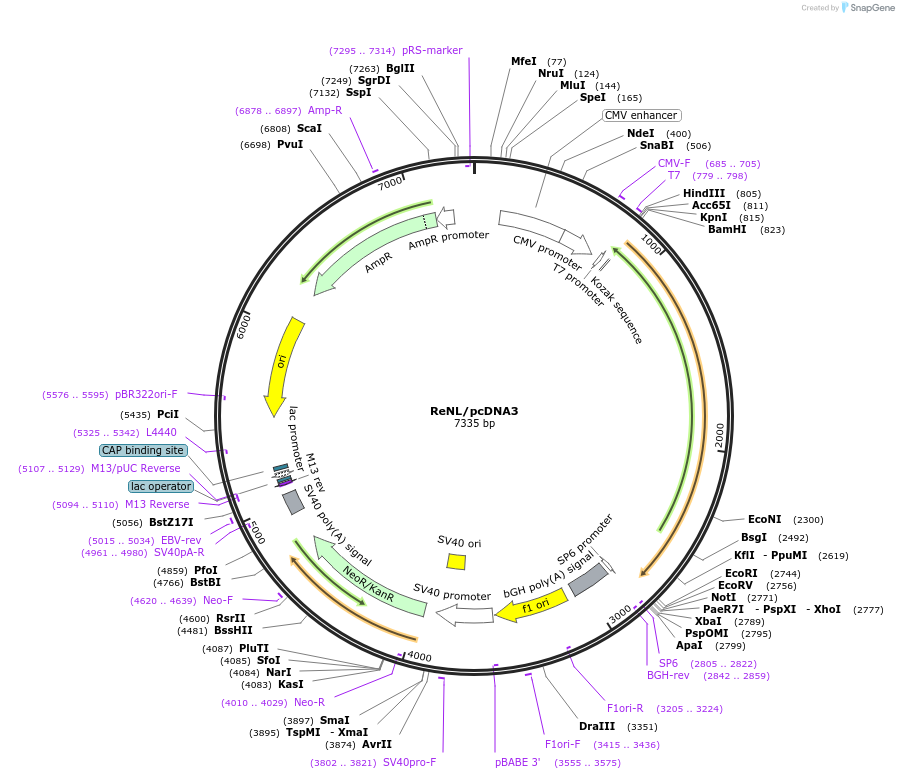 85203-plasmid-map-sequence-id-252633