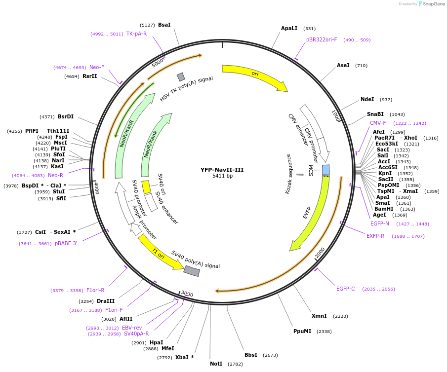 26056-plasmid-map-sequence-id-252637