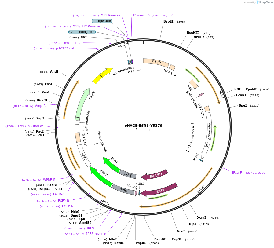 116374-plasmid-map-sequence-id-252639