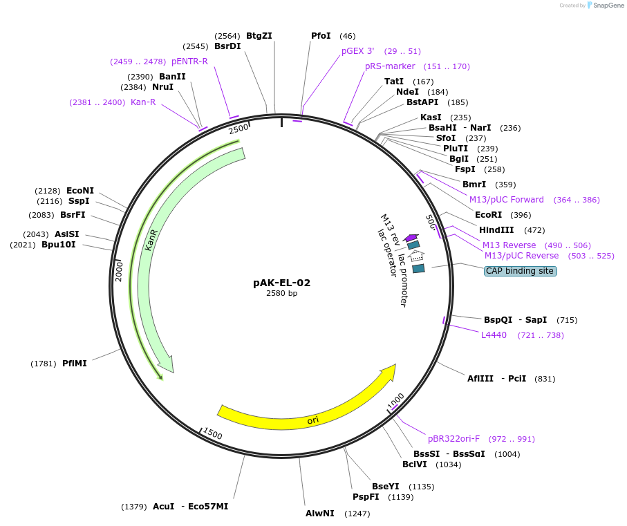 125761-plasmid-map-sequence-id-252658