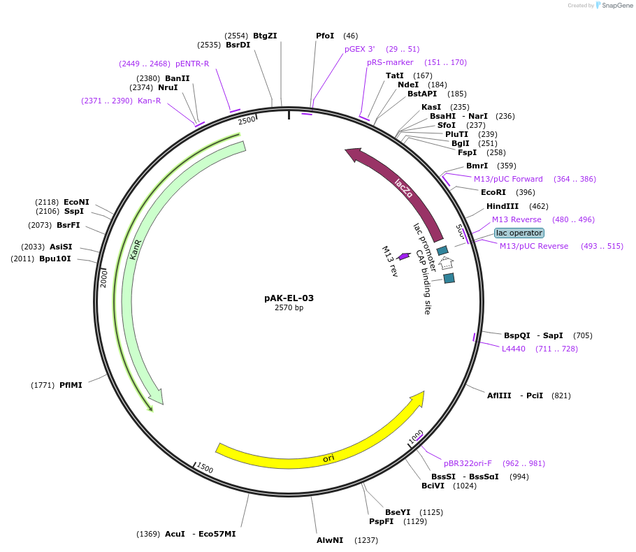 125762-plasmid-map-sequence-id-252659