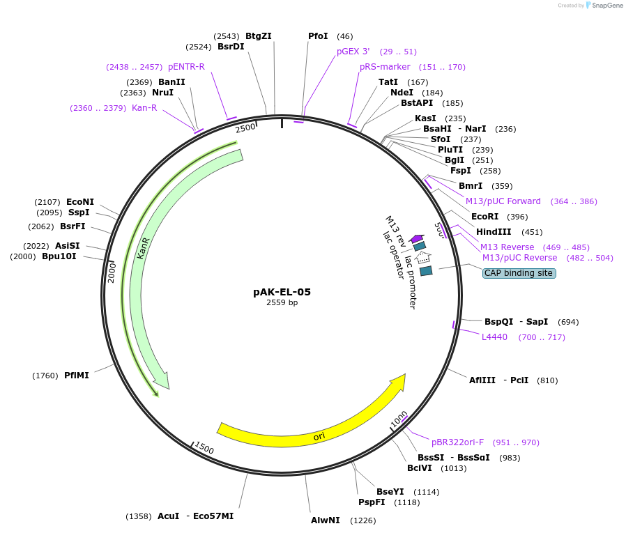 125764-plasmid-map-sequence-id-252661