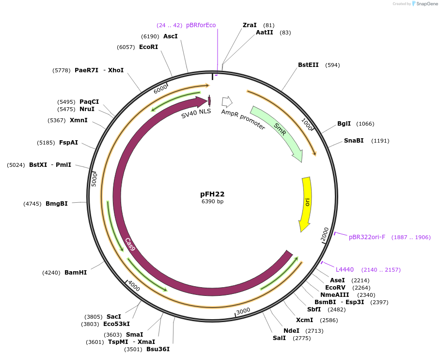 125808-plasmid-map-sequence-id-252673