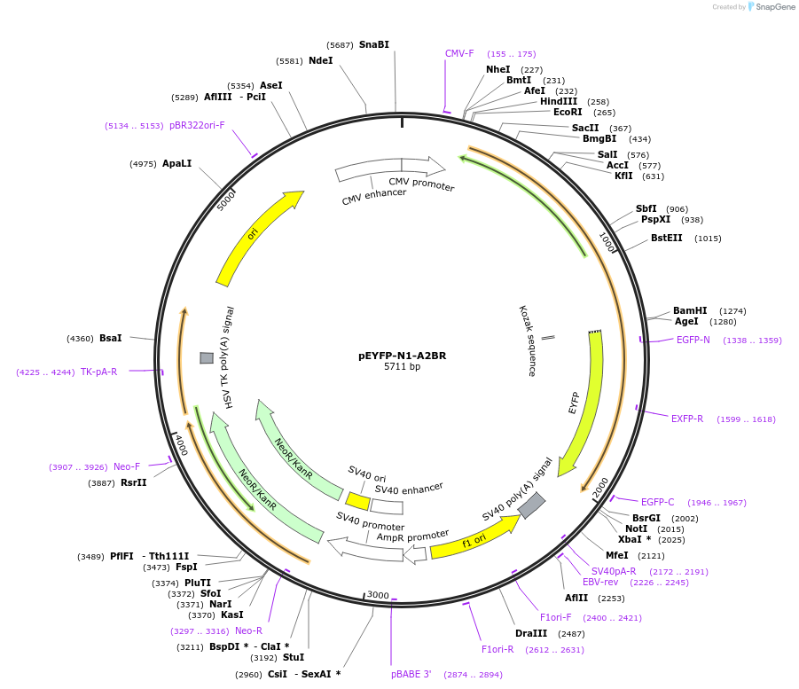 37202-plasmid-map-sequence-id-252676