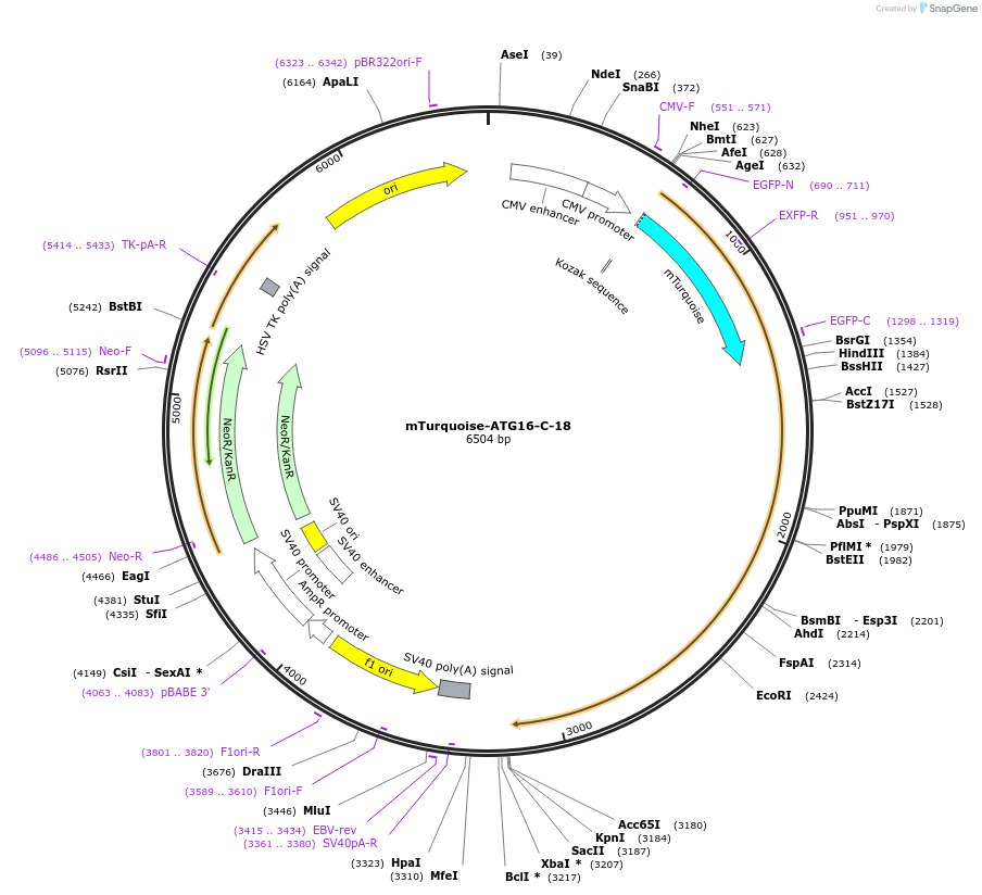 55535-plasmid-map-sequence-id-252681