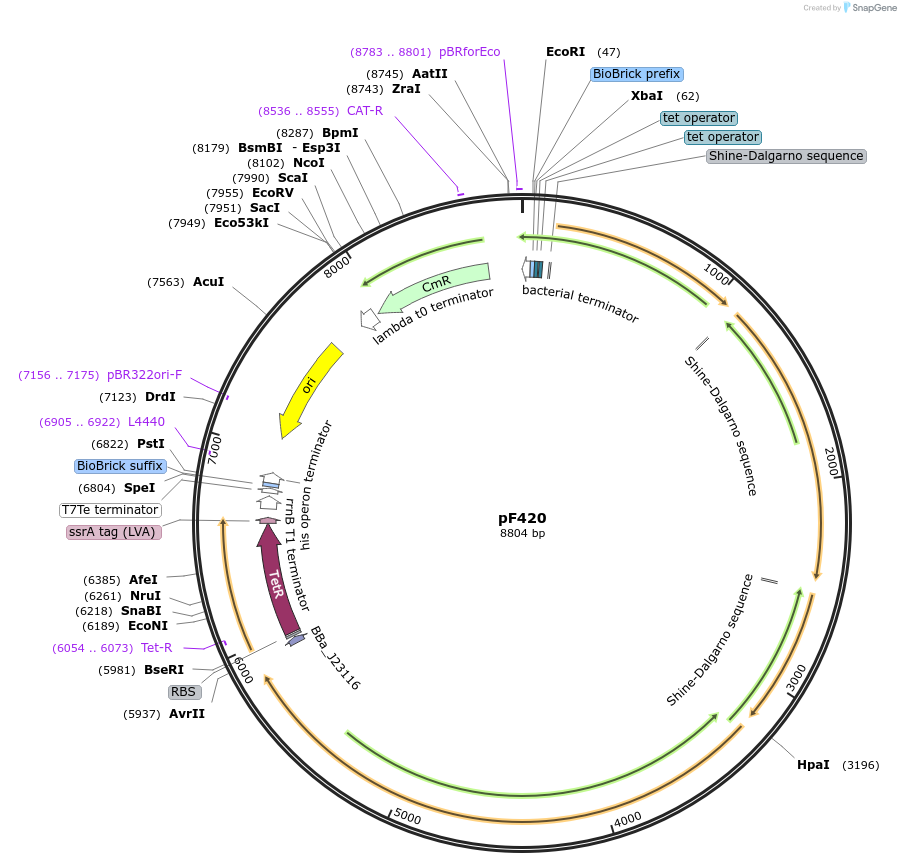 123659-plasmid-map-sequence-id-252692