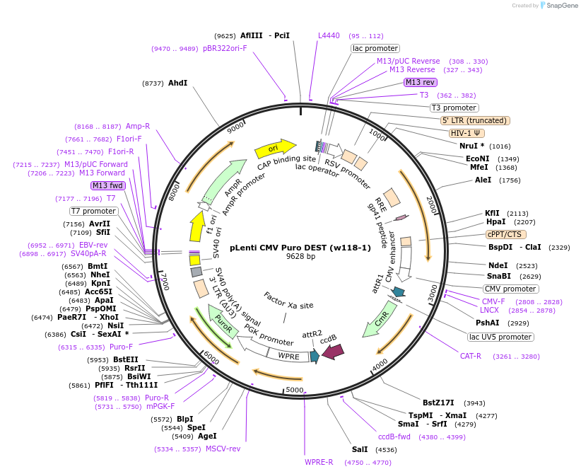 17452-plasmid-map-sequence-id-252693