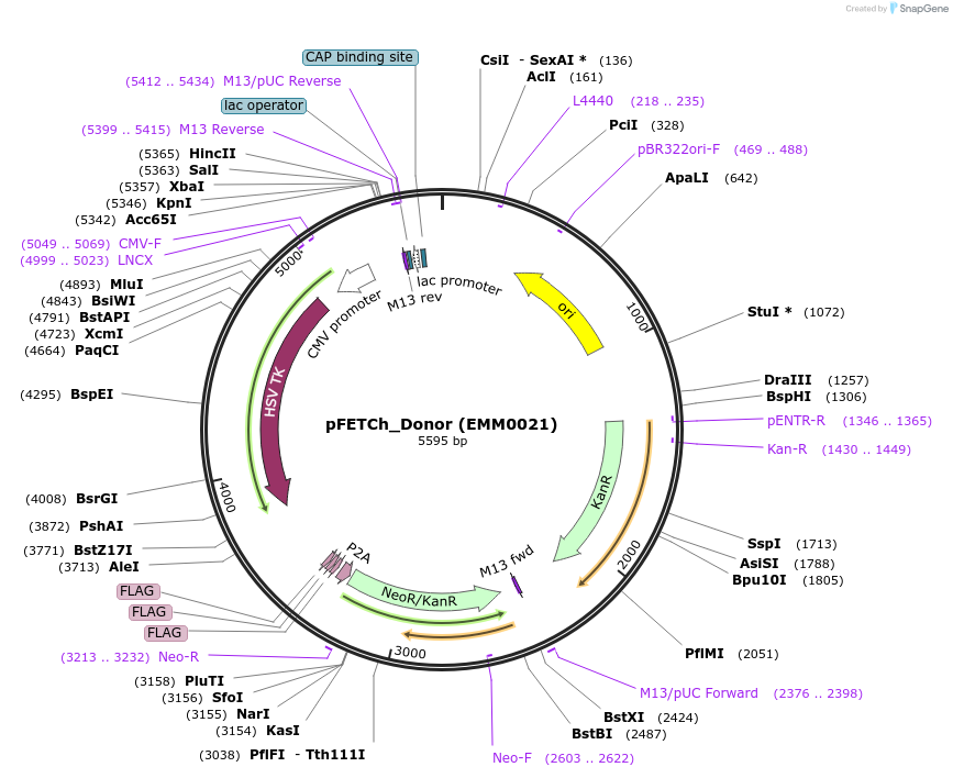 63934-plasmid-map-sequence-id-252696