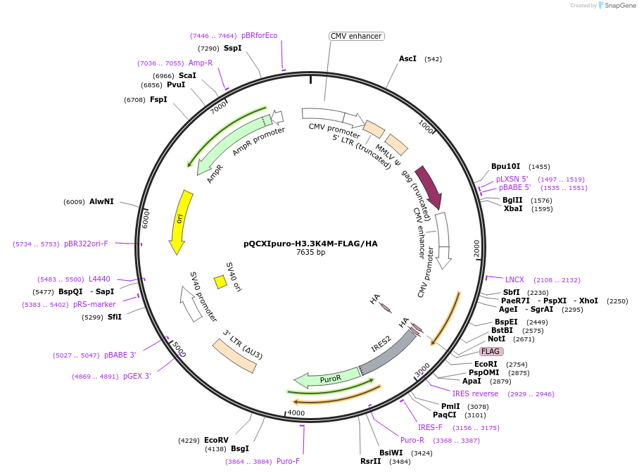 128742-plasmid-map-sequence-id-252698