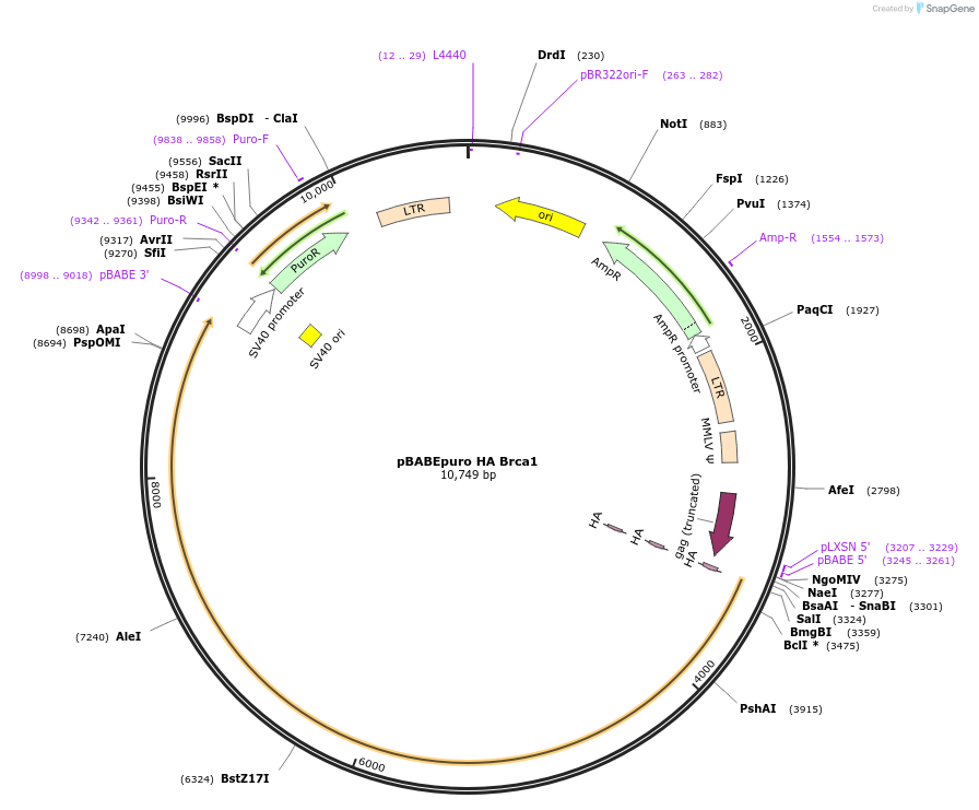 14999-plasmid-map-sequence-id-252711
