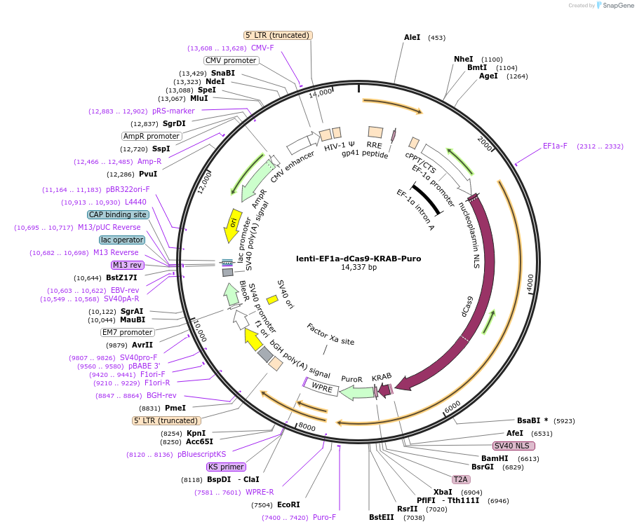 99372-plasmid-map-sequence-id-252713