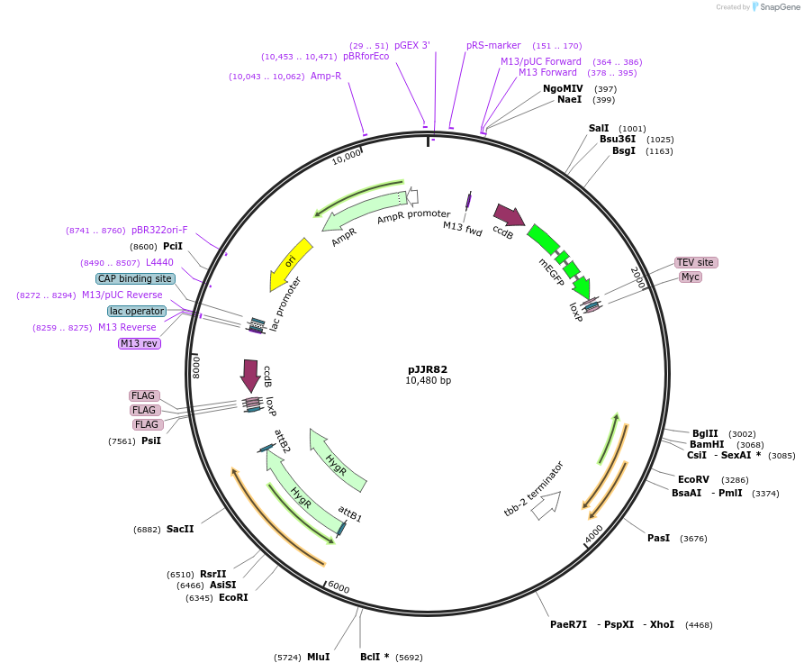 75027-plasmid-map-sequence-id-252714