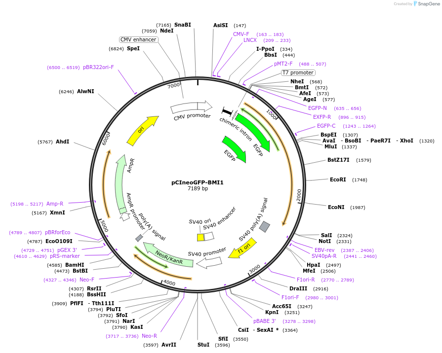 128328-plasmid-map-sequence-id-252744