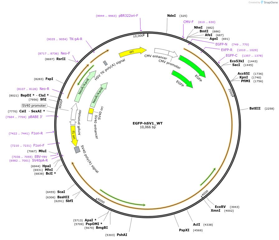 129483-plasmid-map-sequence-id-252746