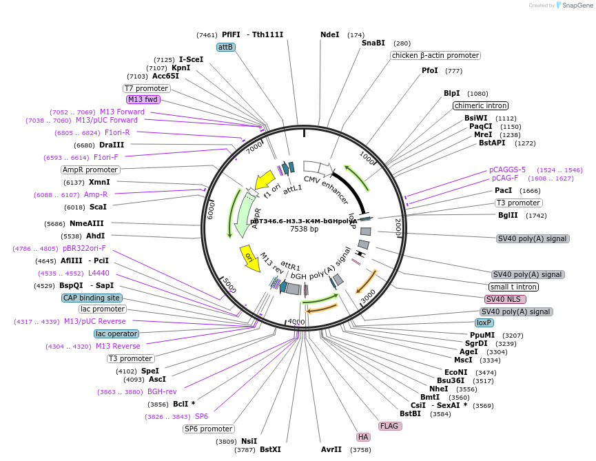 128743-plasmid-map-sequence-id-252751