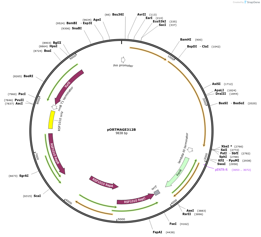128969-plasmid-map-sequence-id-252754