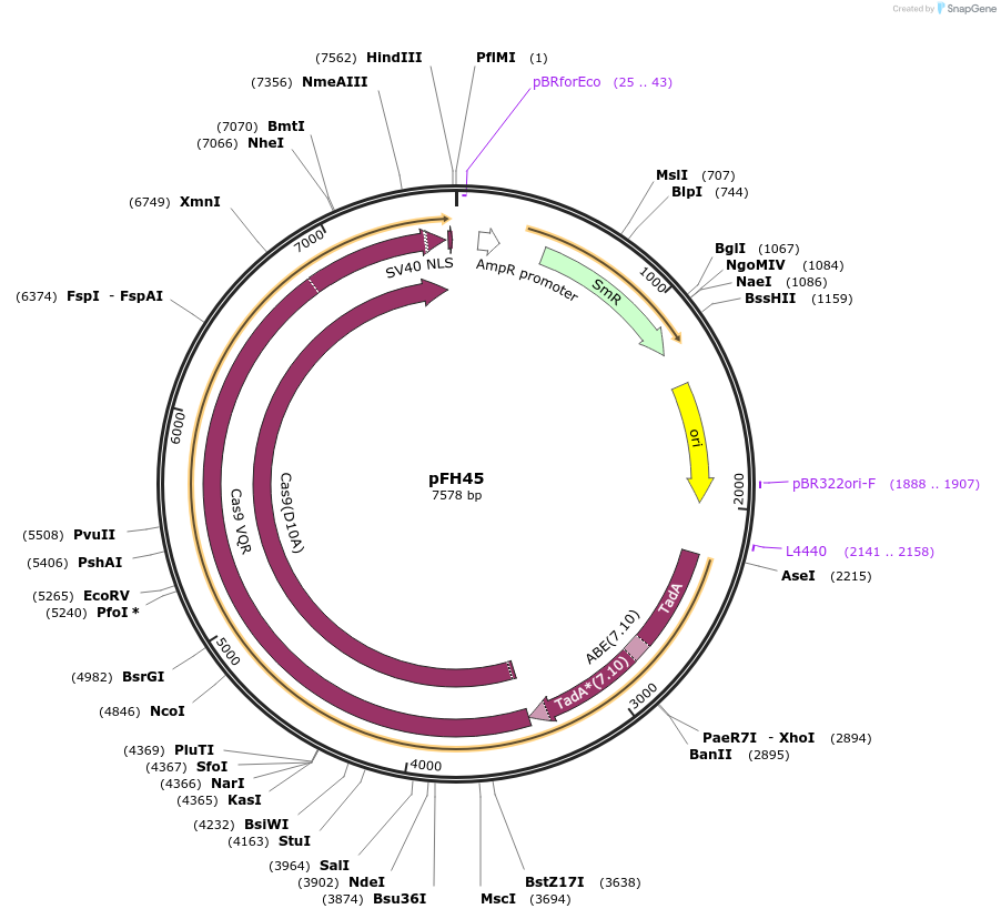 125810-plasmid-map-sequence-id-252766