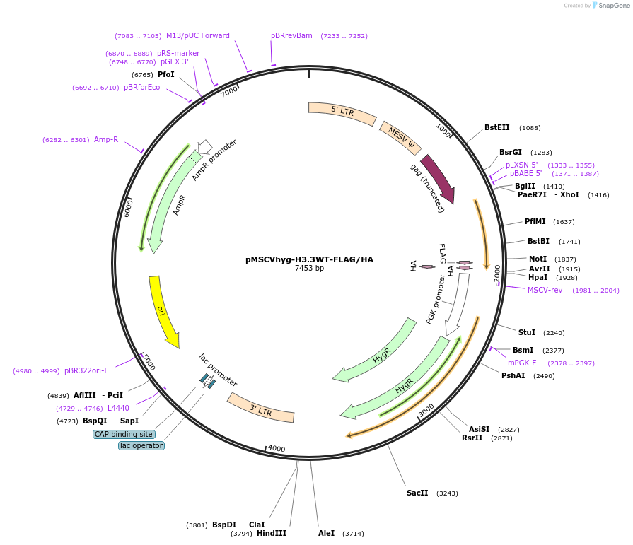 128740-plasmid-map-sequence-id-252772