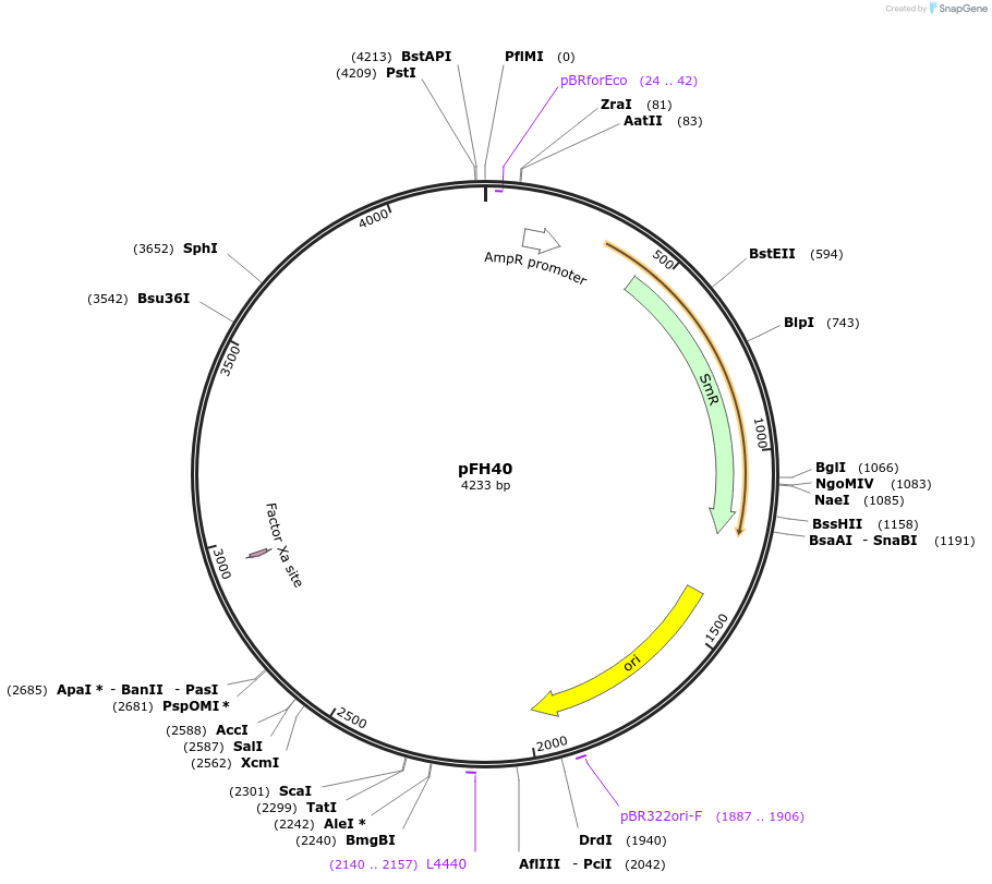 125879-plasmid-map-sequence-id-252781