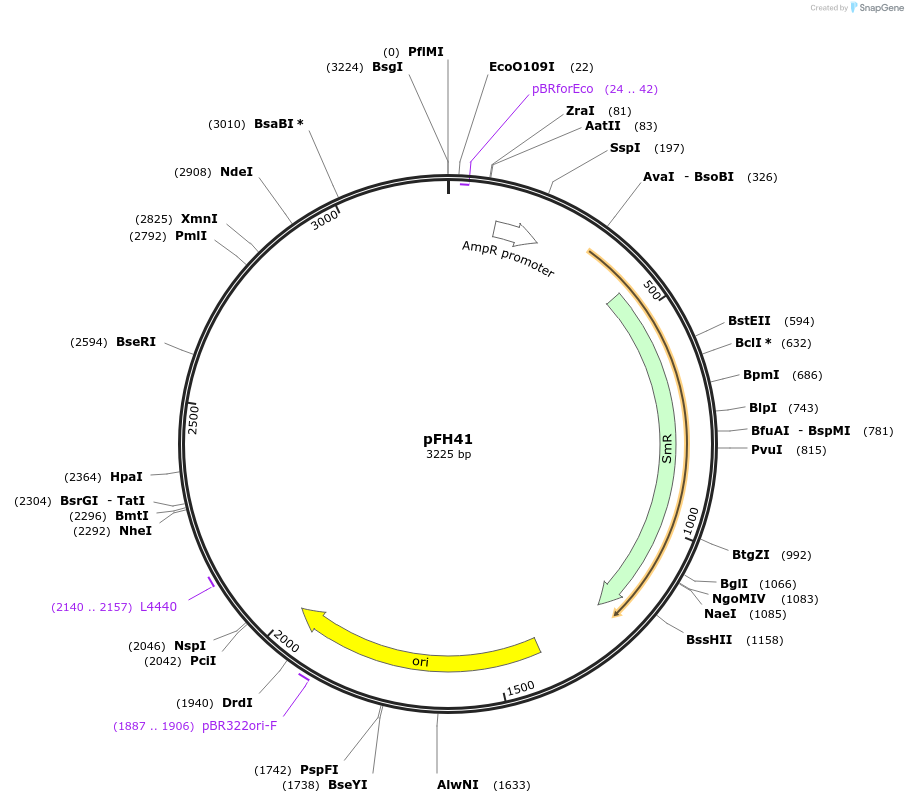 125880-plasmid-map-sequence-id-252783