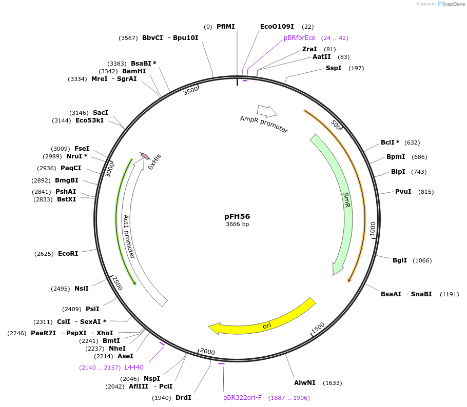 125882-plasmid-map-sequence-id-252786