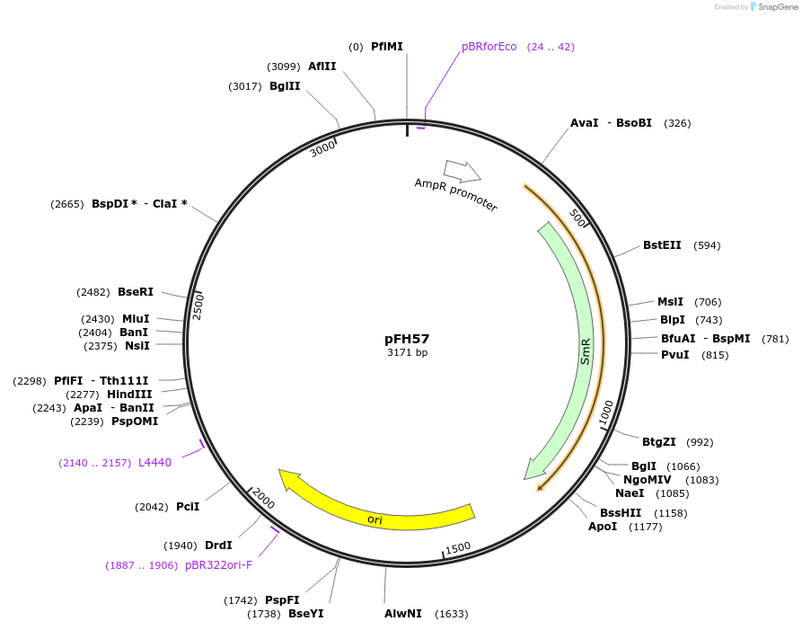 125883-plasmid-map-sequence-id-252788