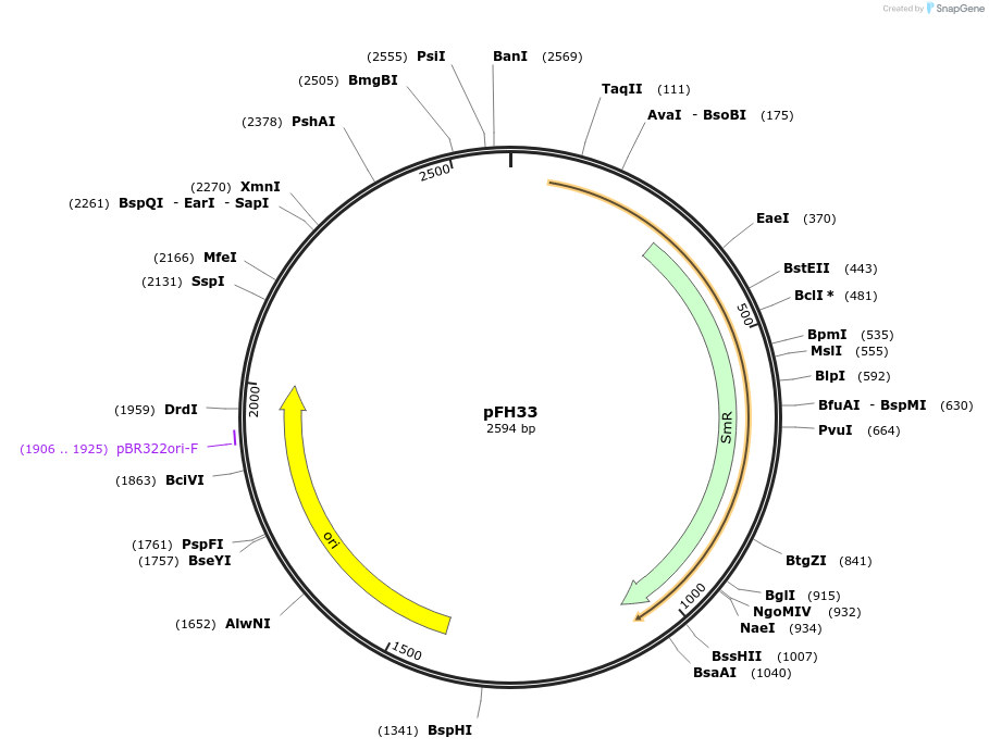 125885-plasmid-map-sequence-id-252790