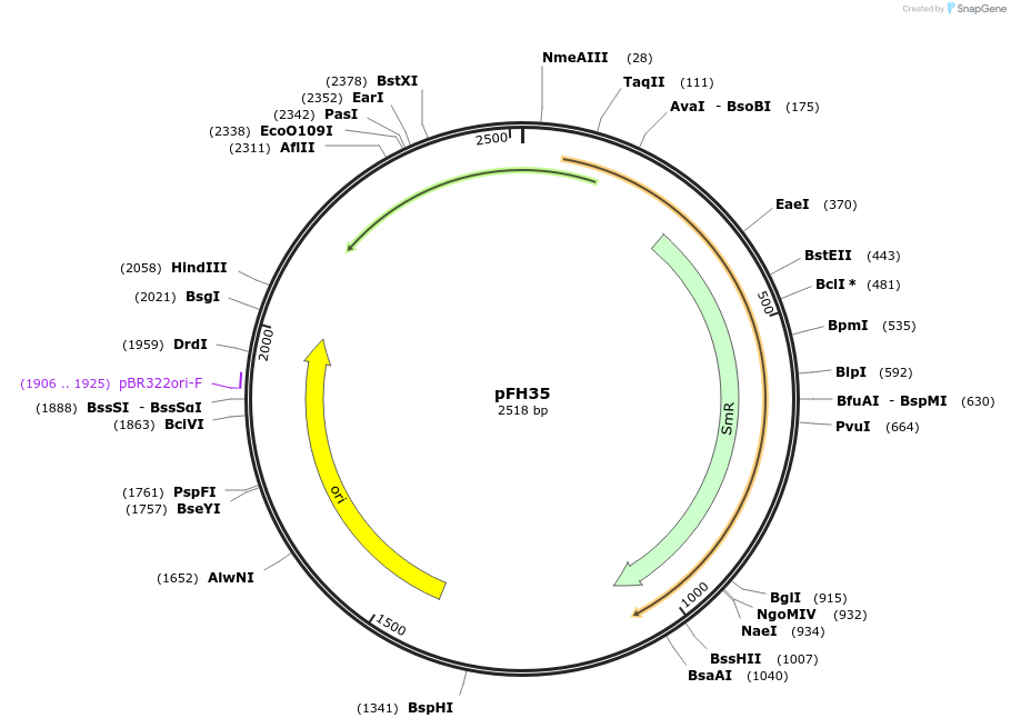 126009-plasmid-map-sequence-id-252792
