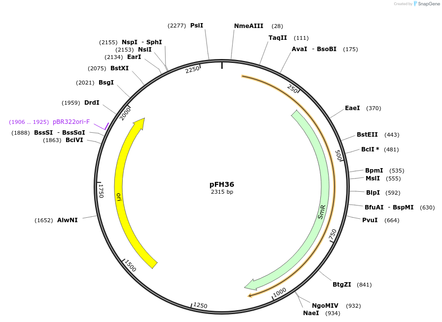 126010-plasmid-map-sequence-id-252793