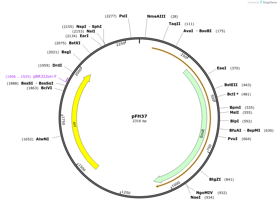 126011-plasmid-map-sequence-id-252794