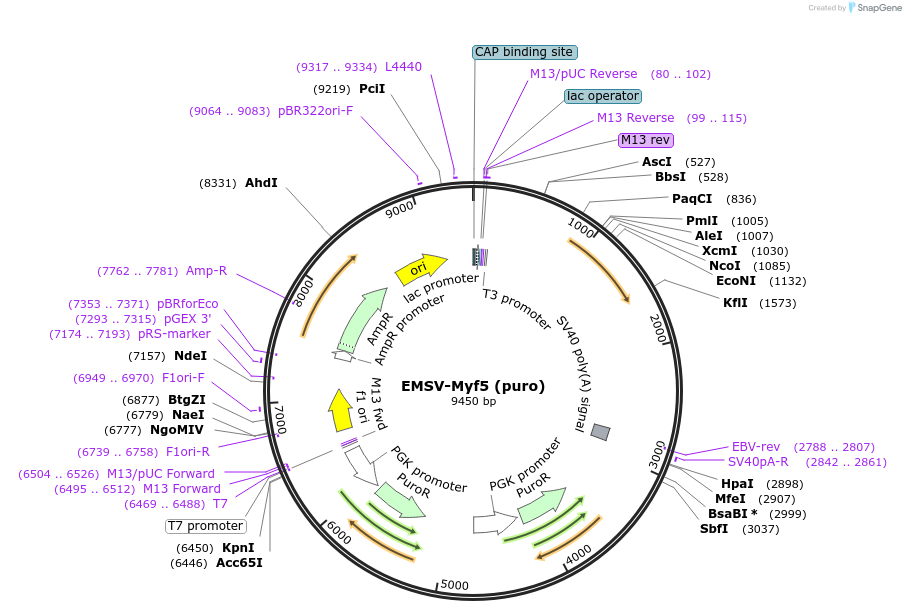 14711-plasmid-map-sequence-id-252795
