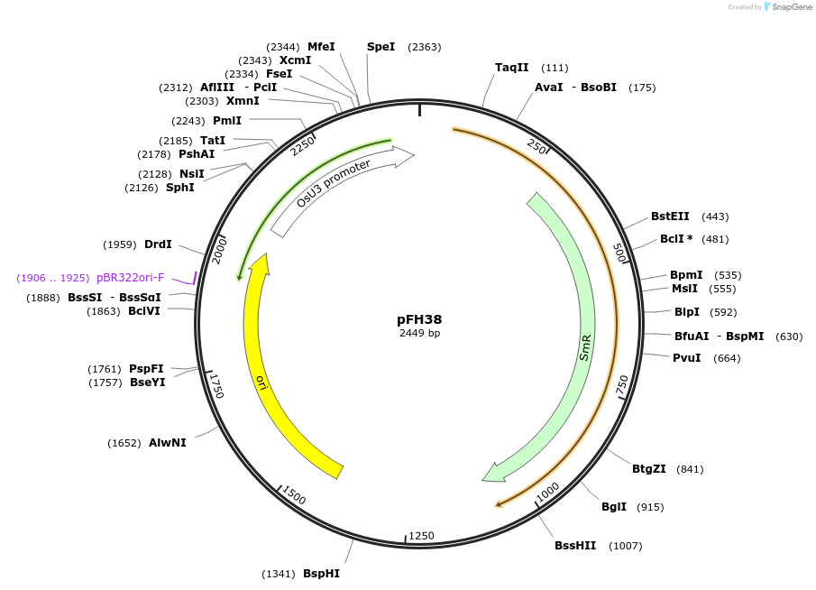 126012-plasmid-map-sequence-id-252797