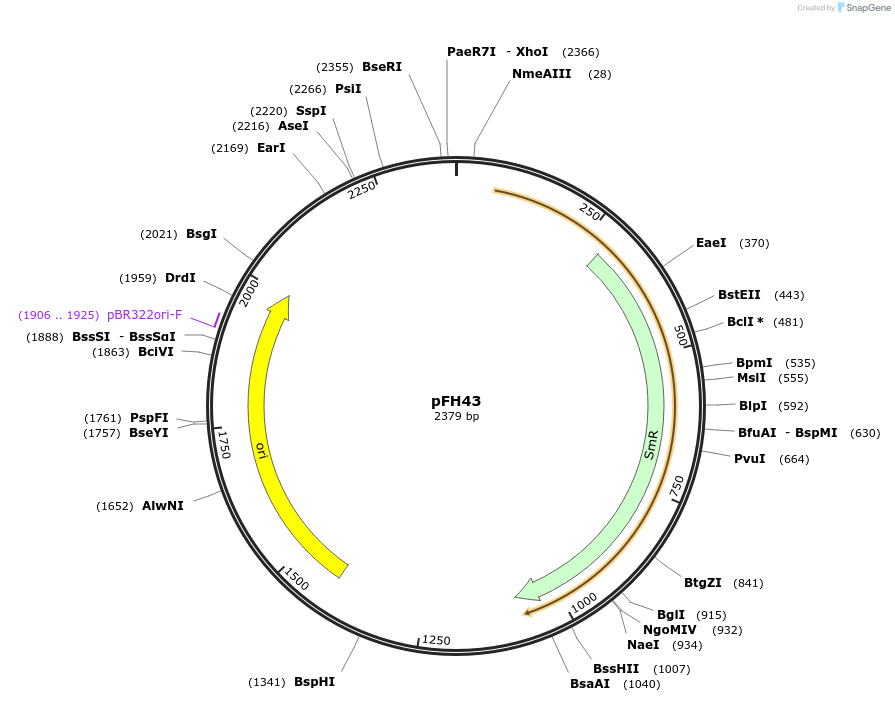 126020-plasmid-map-sequence-id-252799