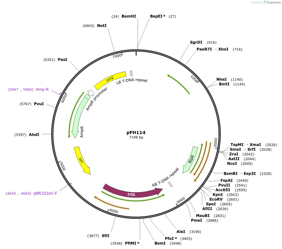 128408-plasmid-map-sequence-id-252801