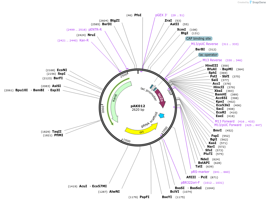 128229-plasmid-map-sequence-id-252804