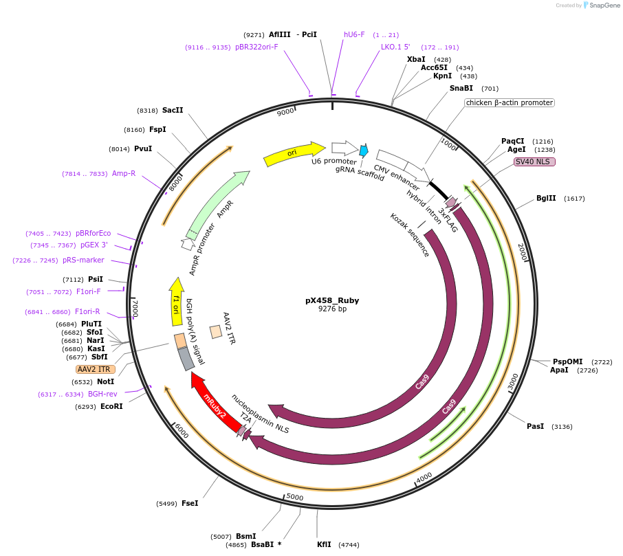 110164-plasmid-map-sequence-id-252814
