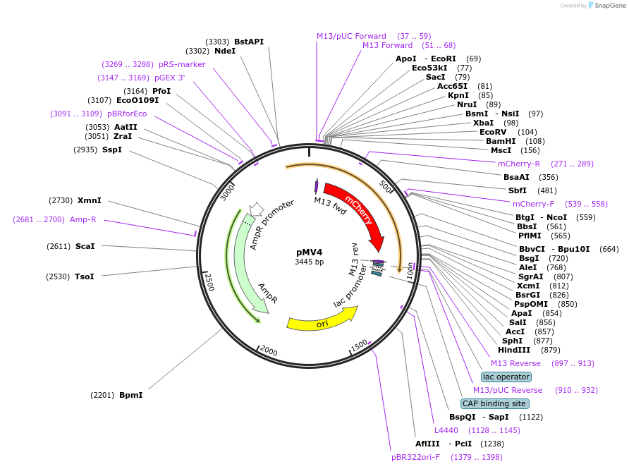 128883-plasmid-map-sequence-id-252815