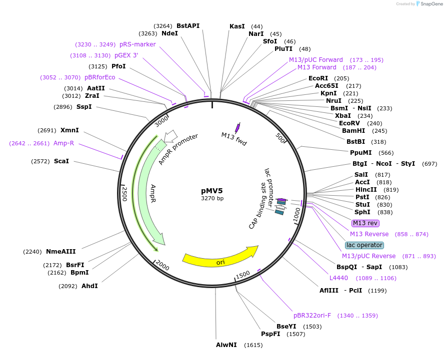 128886-plasmid-map-sequence-id-252816