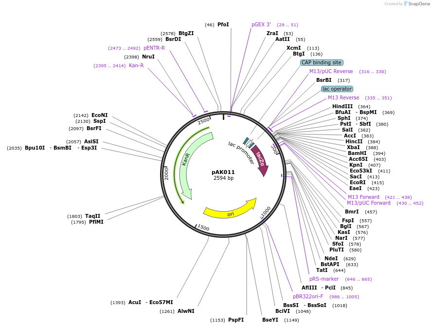 128228-plasmid-map-sequence-id-252817