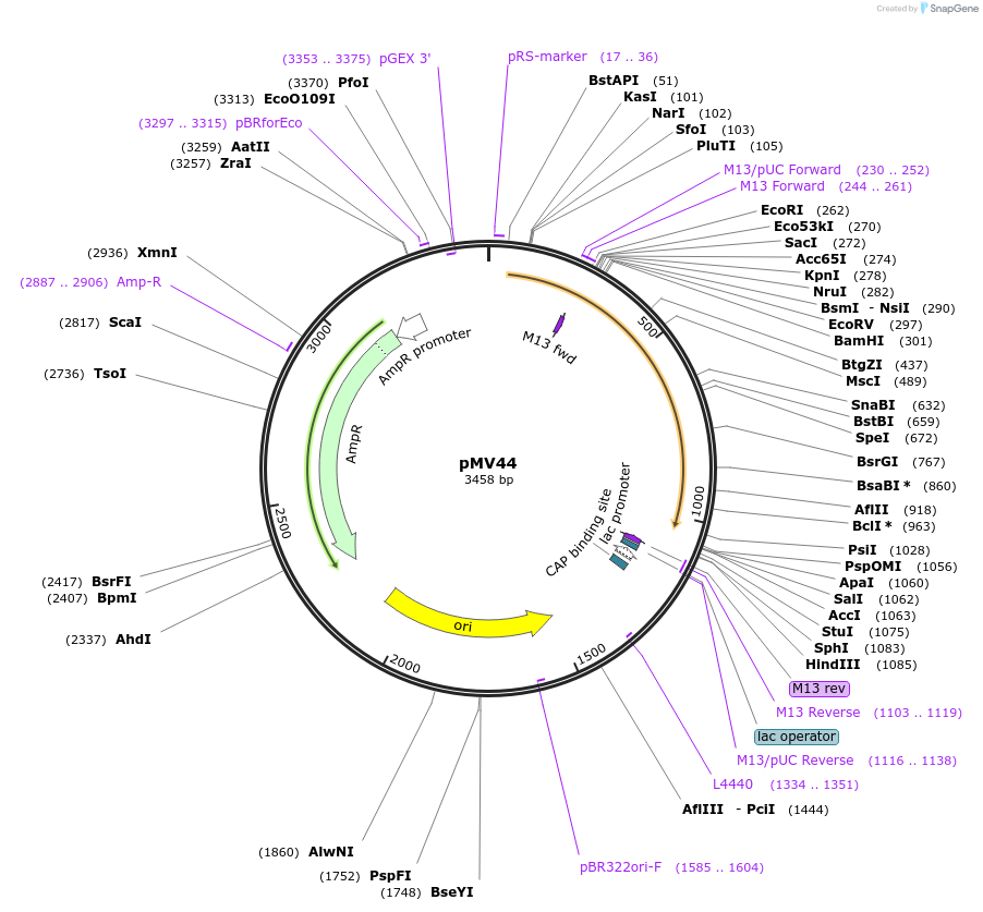 128889-plasmid-map-sequence-id-252821
