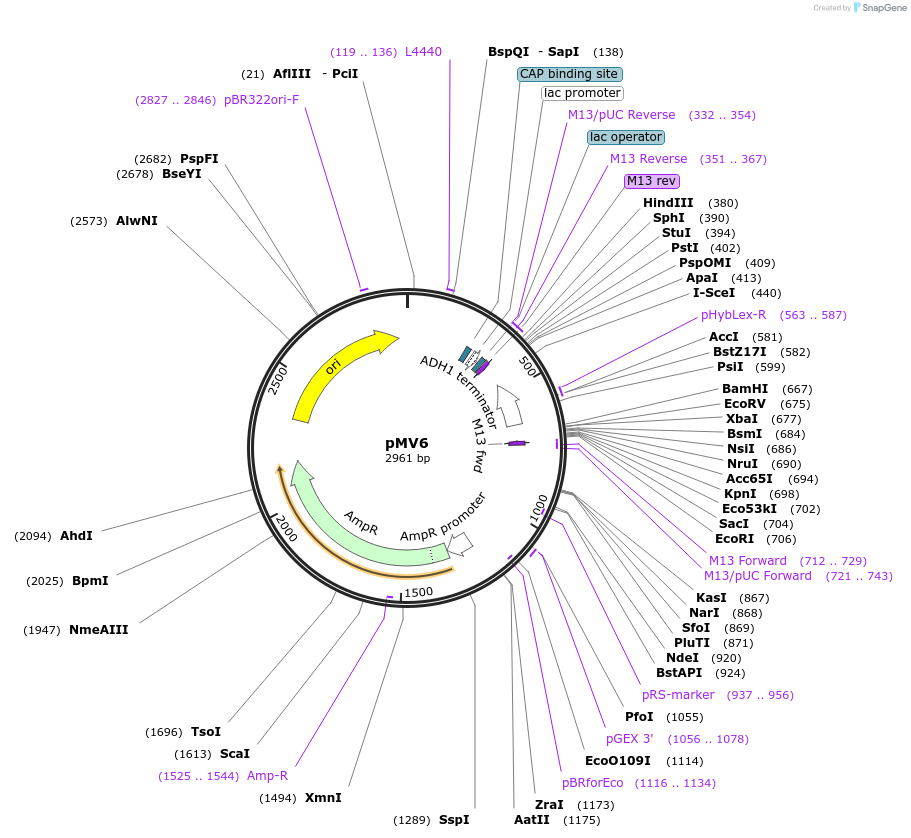 128890-plasmid-map-sequence-id-252823