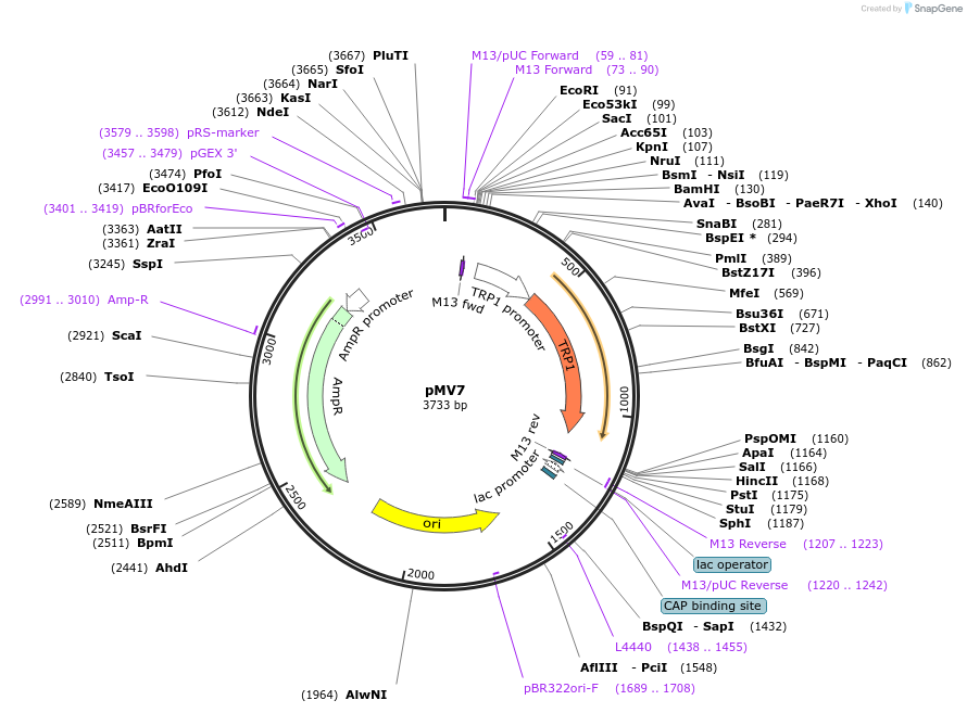 128891-plasmid-map-sequence-id-252825